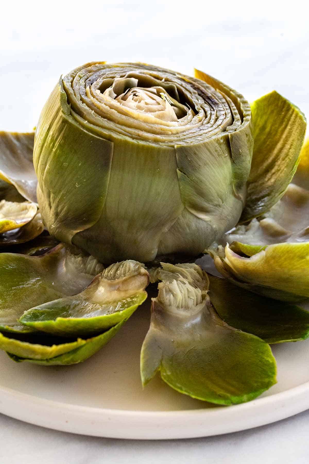 Artichoke plant cooked with petals being removed.