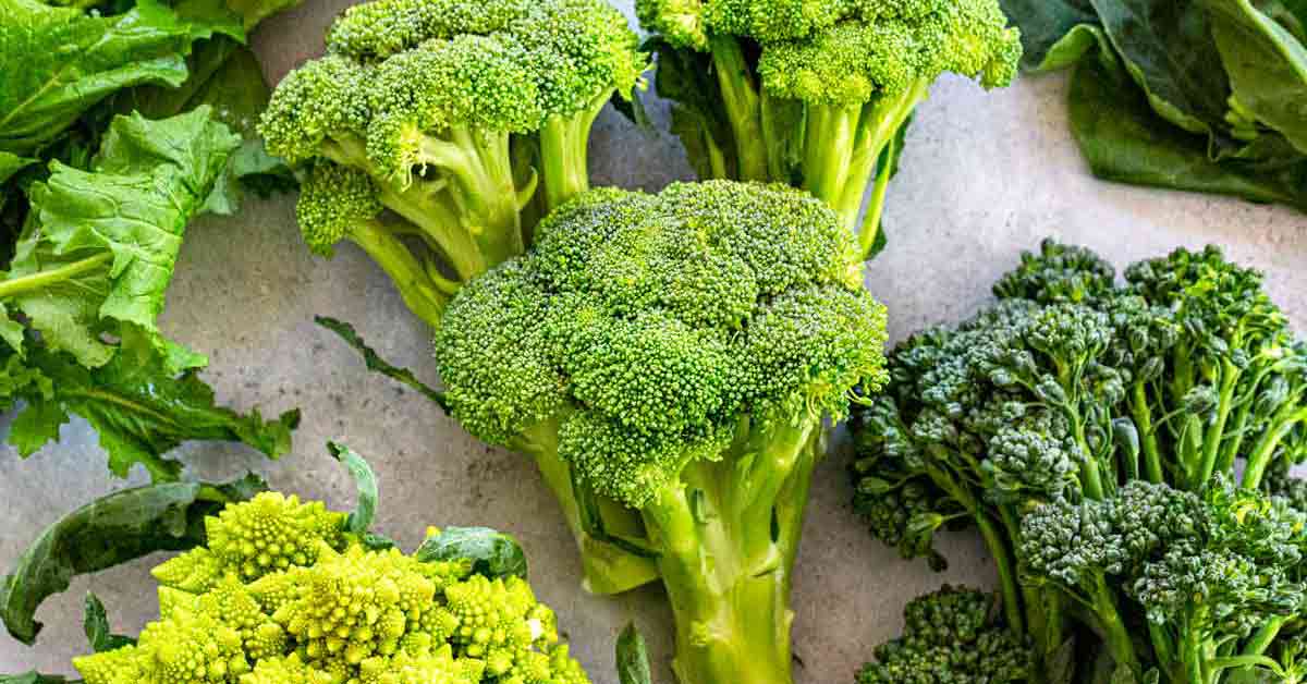 Types of Broccoli Jessica Gavin