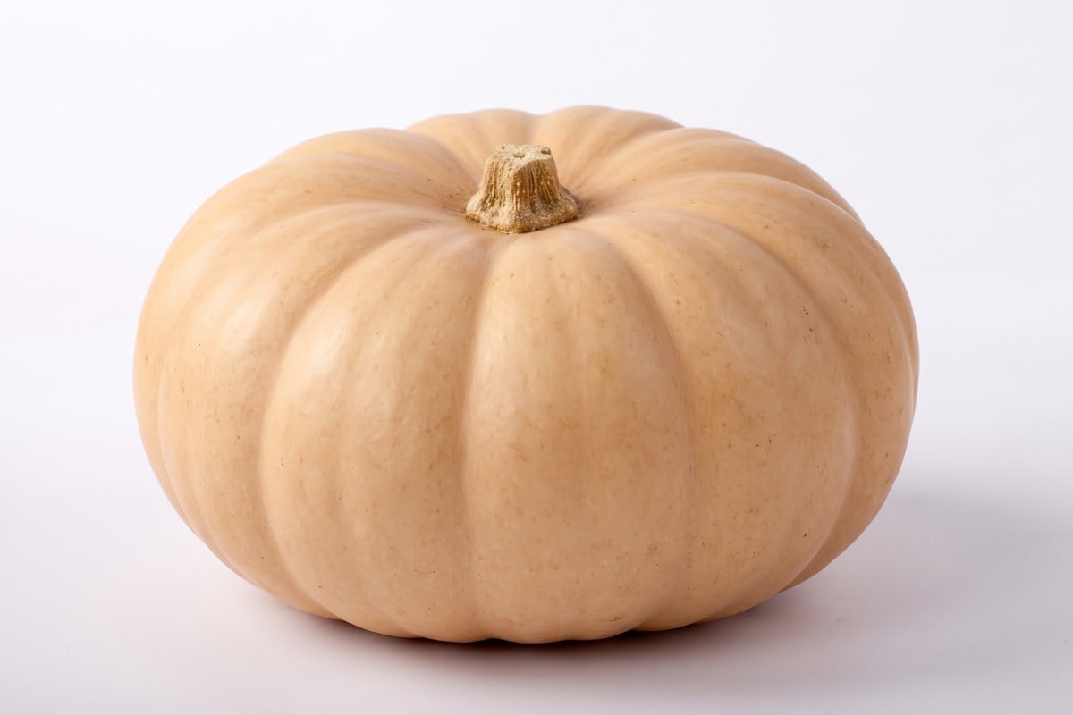 New England Cheddar pumpkin, flattened and wheel-shaped with creamy tan skin.