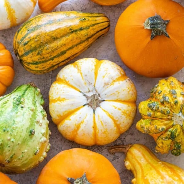 How to Carve a Pumpkin - Jessica Gavin