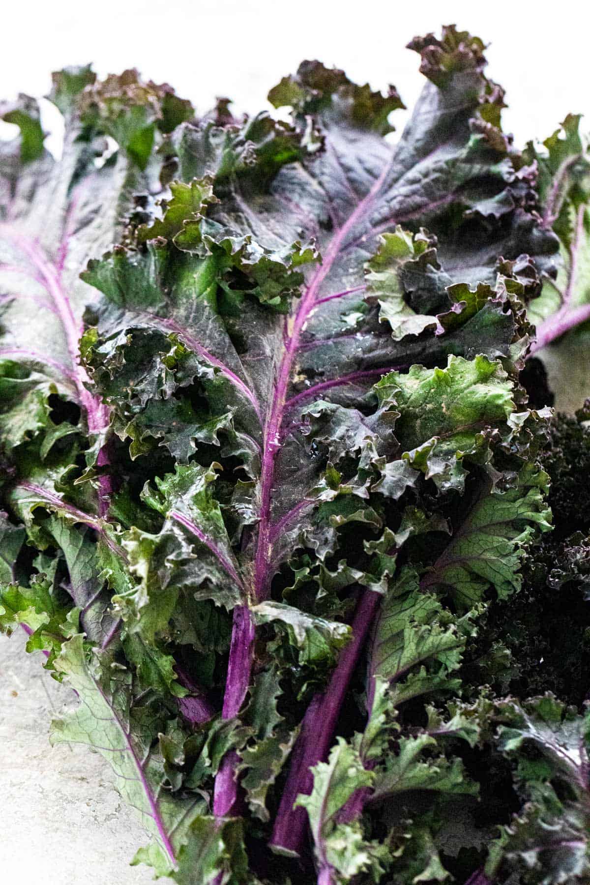 Close up of purple curly kale.