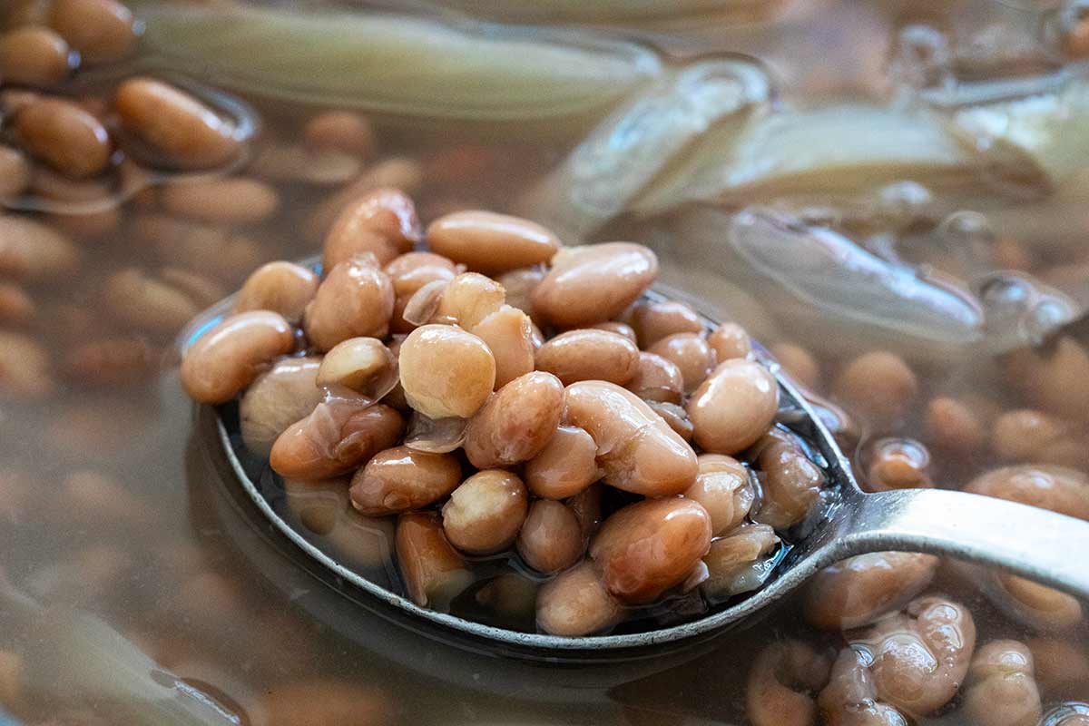 Soaked beans after cooking them in a pot with bay leaf and onion slices.