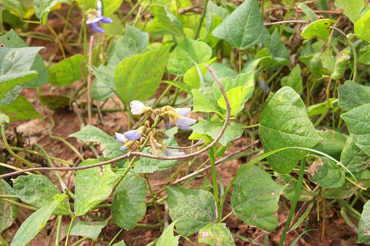 jicama plant with blue and white flowers.