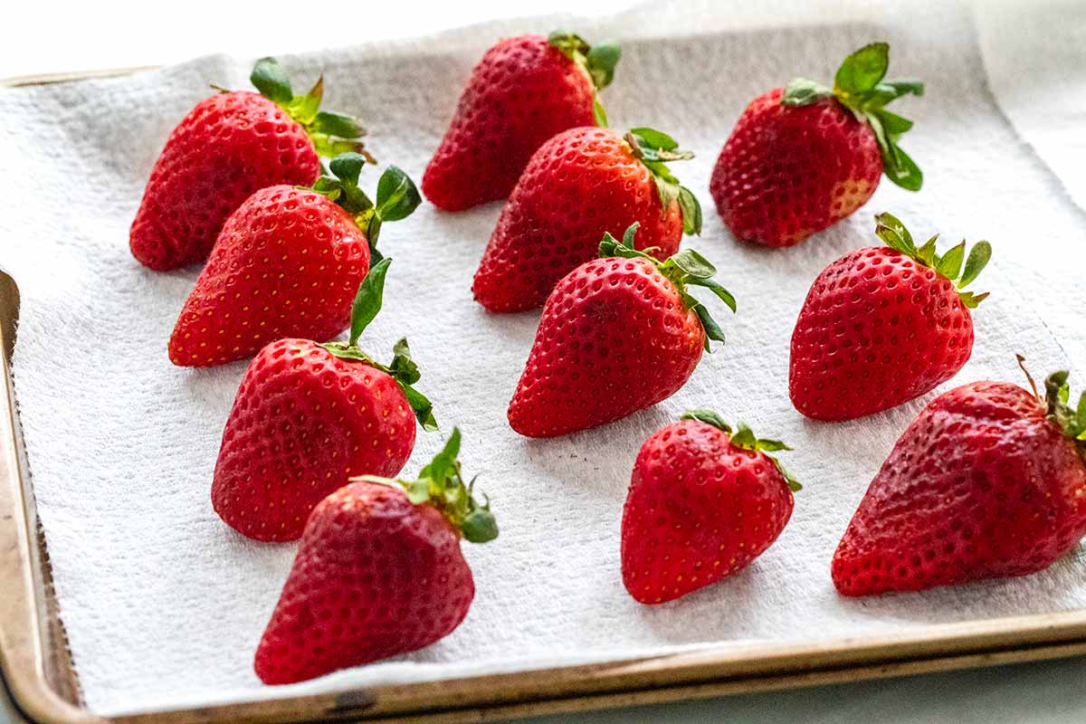 Several strawberries lined up on paper towel after being rinsed with water.