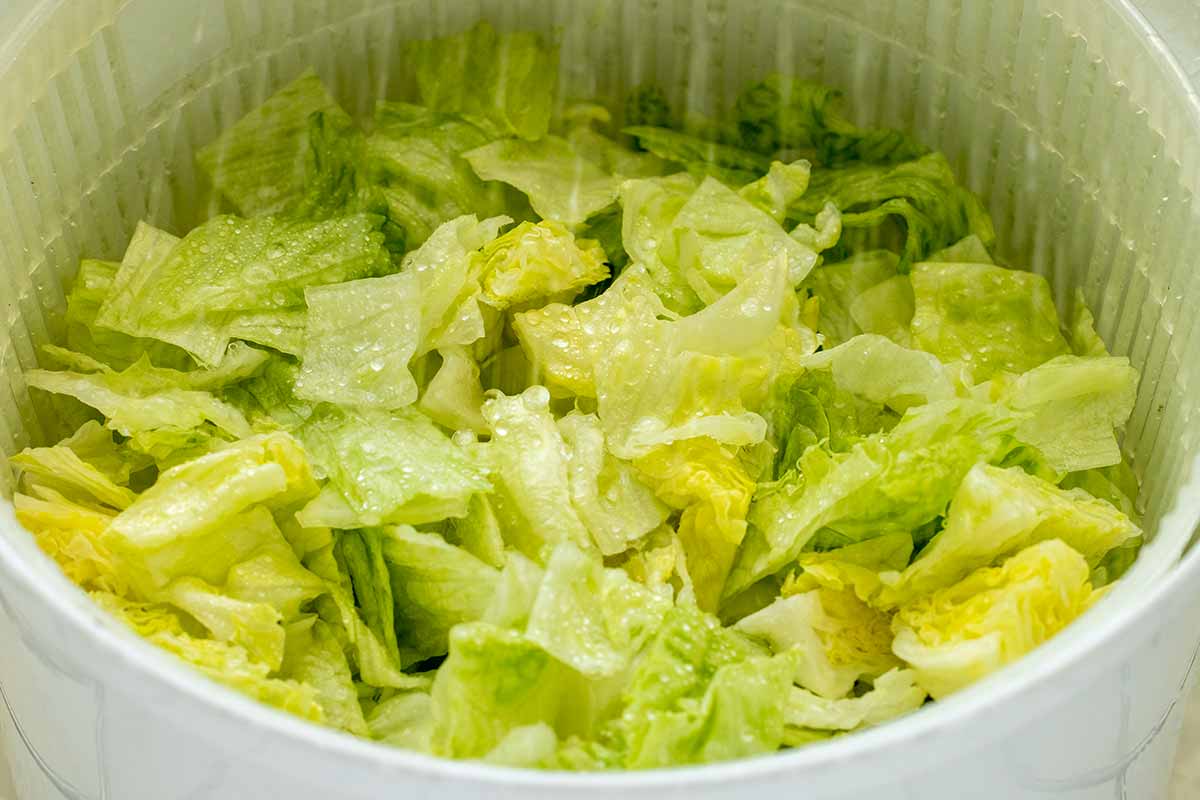 Chopped lettuce being rinsed with water in a salad spinner.