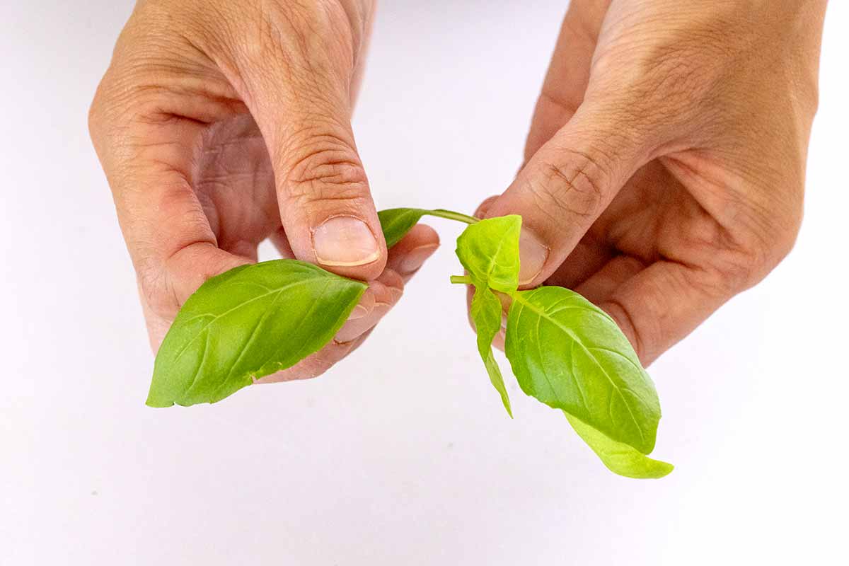 Person pulling basil leaves off the stem.