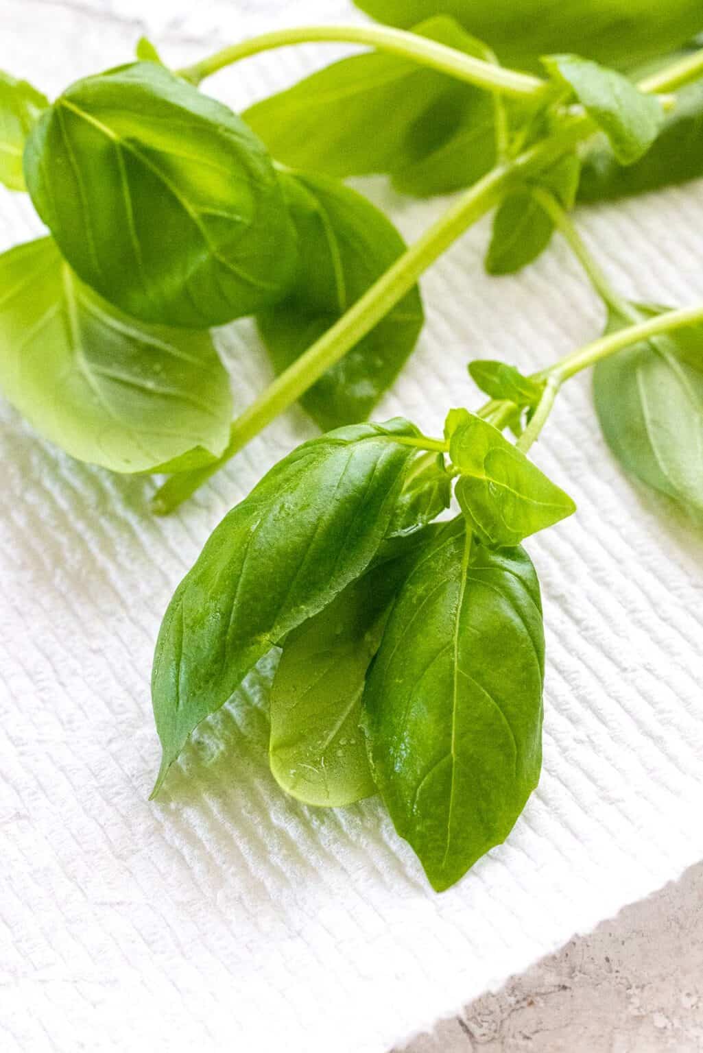 How to Cut Basil Jessica Gavin