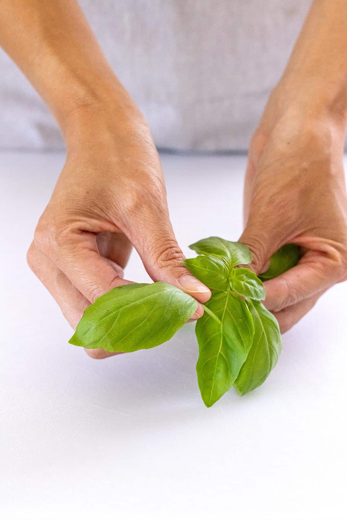 How to Cut Basil Jessica Gavin