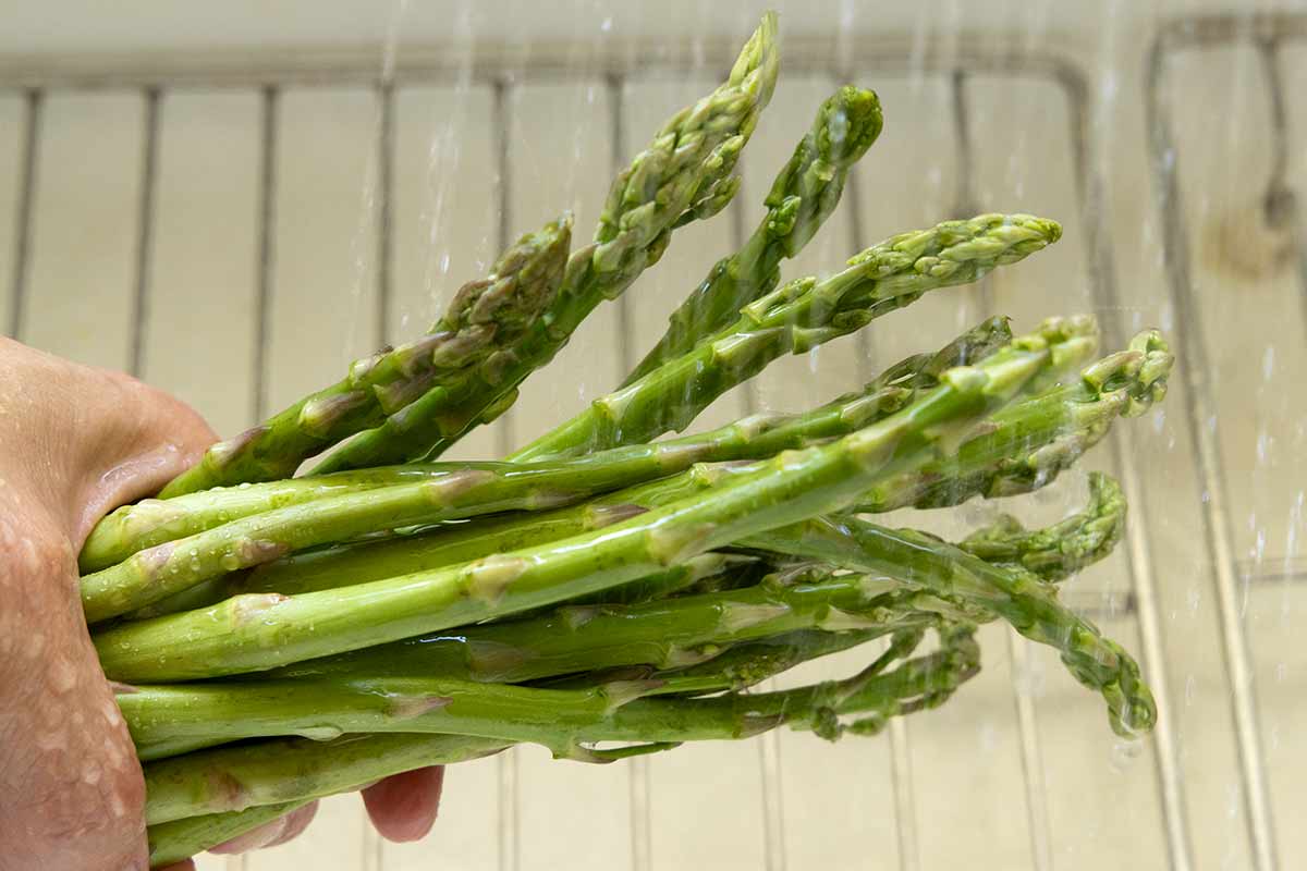 Person hold several asparagus spears under running water.