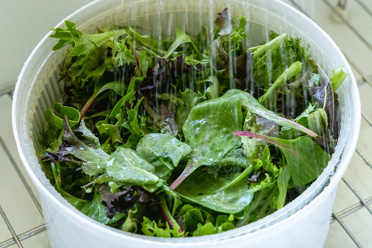 Mixed salad greens being rinsed under running water in a salad spinner basket.